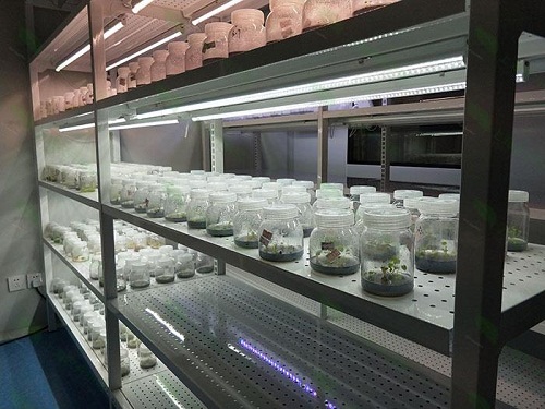 黄埔植物组织培养实验室设计建设方案